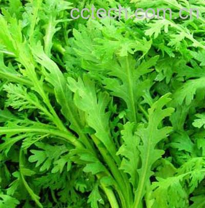 果蔬百科茼蒿-0