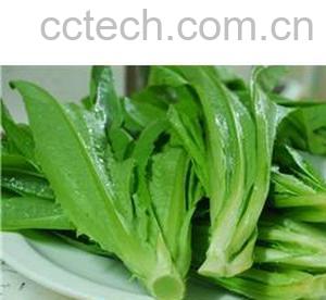 果蔬百科油麦菜-0