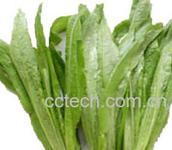 果蔬百科油麦菜-0