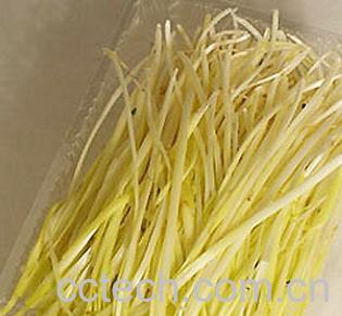 果蔬百科韭黄-0