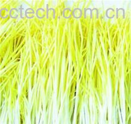 果蔬百科韭黄-0