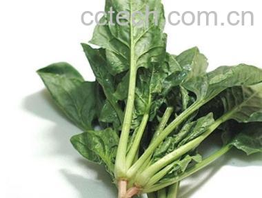 果蔬百科菠菜-0