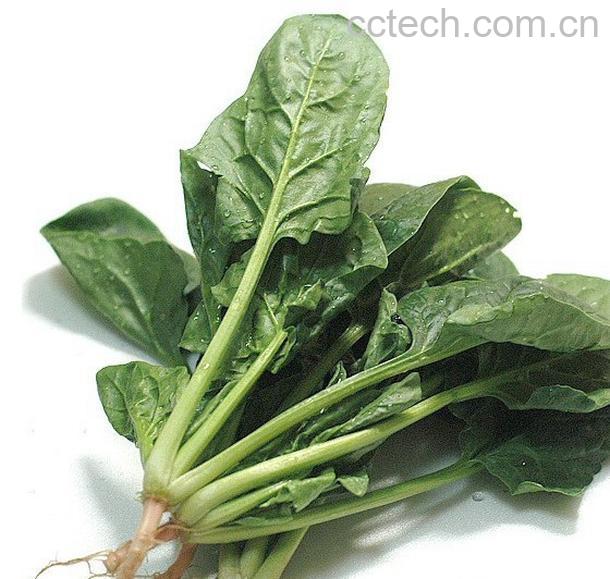 果蔬百科菠菜-0