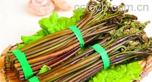 果蔬百科蕨菜-0