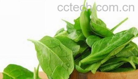 果蔬百科菠菜-0
