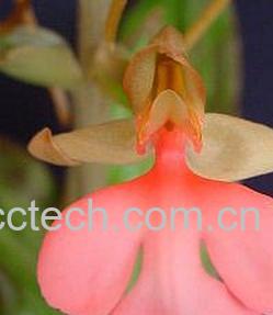 果蔬百科凤菜-0