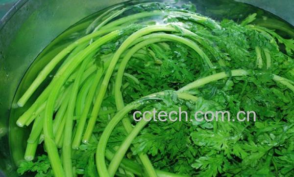 果蔬百科雪里红-0