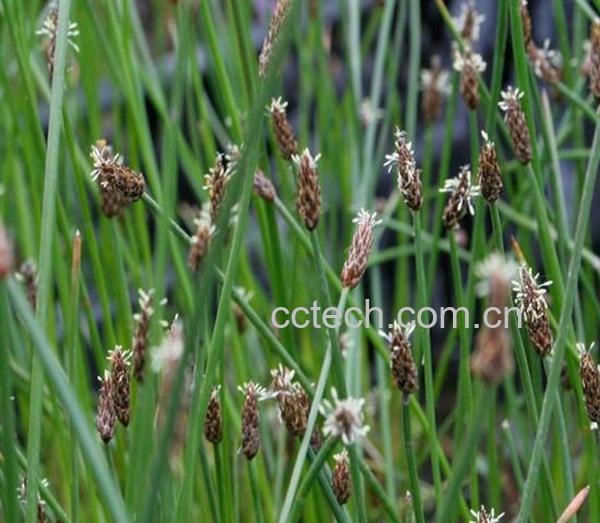 果蔬百科荸荠-0