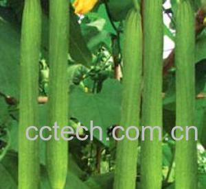 果蔬百科丝瓜水的功效与作用-0