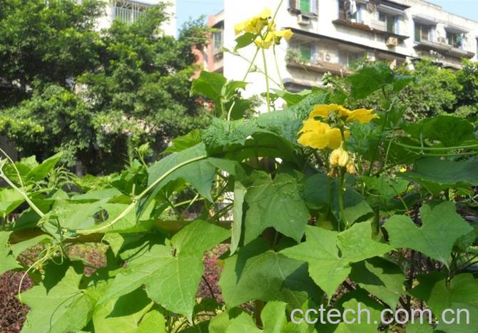 果蔬百科丝瓜藤的功效与作用-0