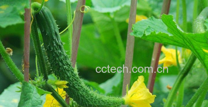 果蔬百科 黄瓜水的功效与作用-0