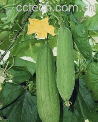 果蔬百科丝瓜-0