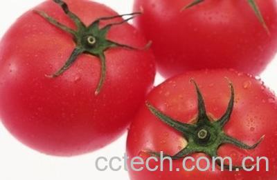 果蔬百科西红柿-0