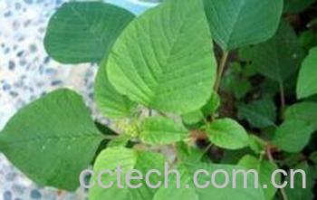 果蔬百科野苋菜-0