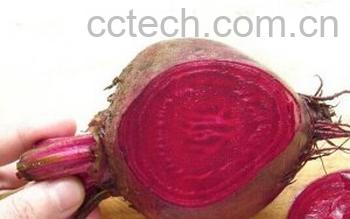 果蔬百科红菜头-0