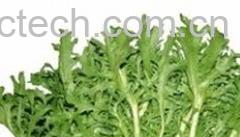 果蔬百科苦苣-1