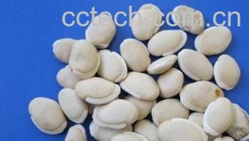 果蔬百科白扁豆-0