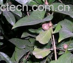 果蔬百科淮山药-0