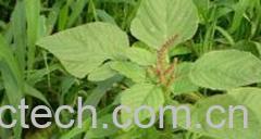 果蔬百科皱果苋-0