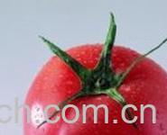 果蔬百科番茄-0