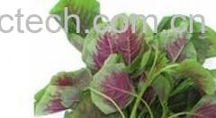 果蔬百科苋菜-0