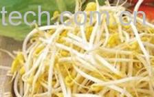 果蔬百科绿豆芽-0