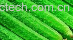 果蔬百科黄瓜美容-0