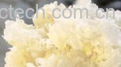 果蔬百科银耳-0