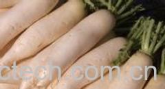 果蔬百科萝卜根-0