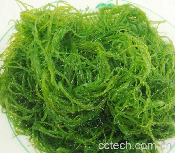 果蔬百科龙须菜-0