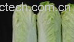 果蔬百科娃娃菜-0