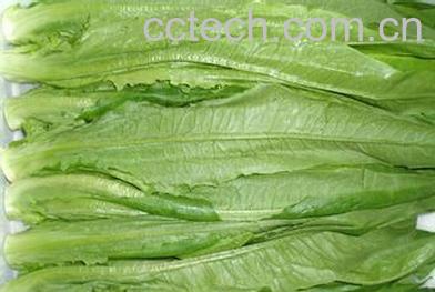 果蔬百科油麦菜-0