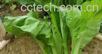 果蔬百科芥菜-0