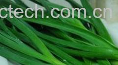 果蔬百科蒜苗-0
