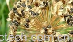 果蔬百科韭菜子的功效与作用-0