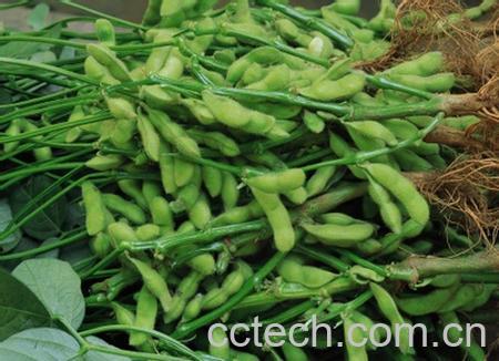 果蔬百科毛豆-0