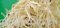 果蔬百科绿豆芽-0