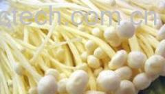 果蔬百科金针菇-0