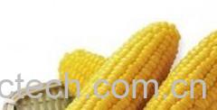 果蔬百科甜玉米-0