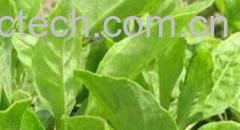 果蔬百科富贵菜-0