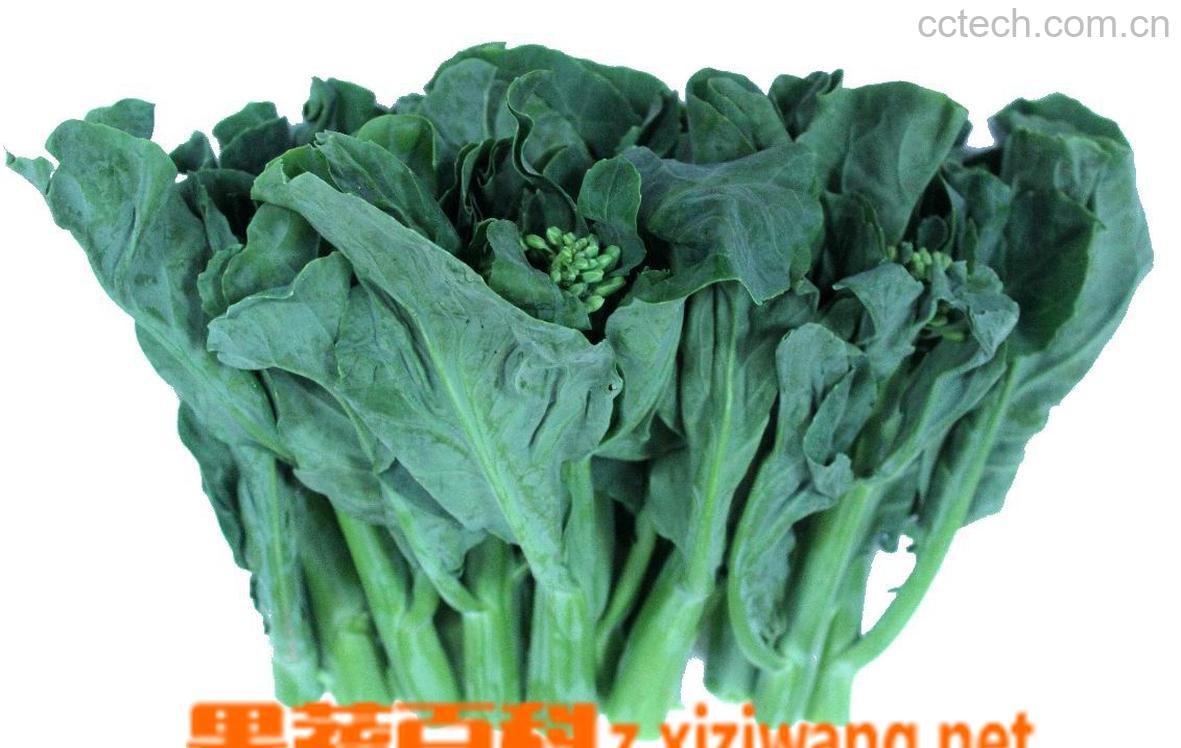 果蔬百科芥蓝-0