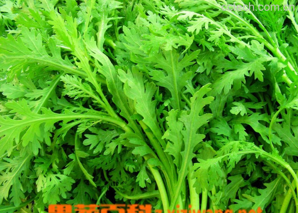 果蔬百科茼蒿-0