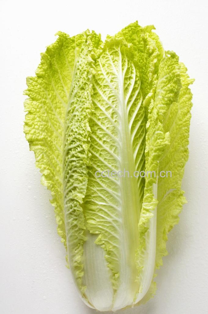 果蔬百科大白菜-0