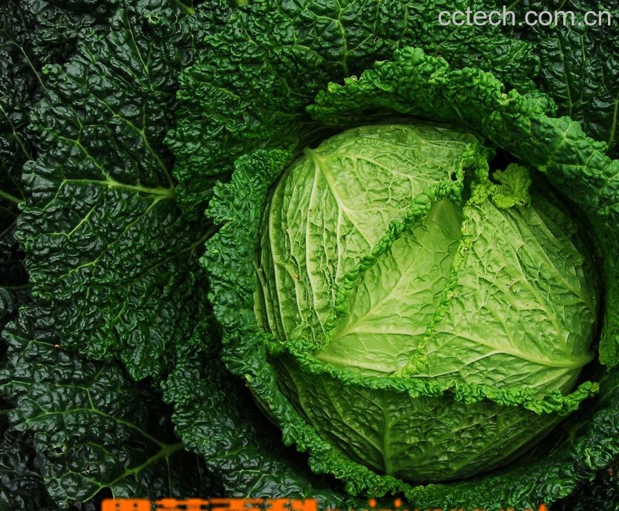 果蔬百科白菜-0