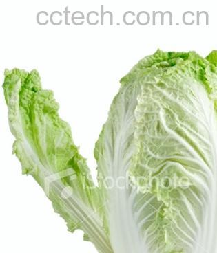 果蔬百科大白菜-0