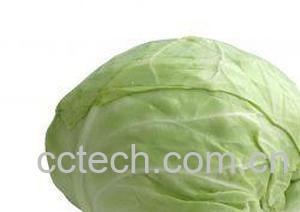 果蔬百科大白菜-0