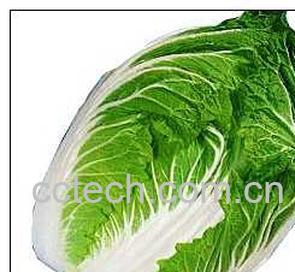 果蔬百科大白菜-0