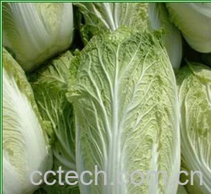 果蔬百科大白菜-0