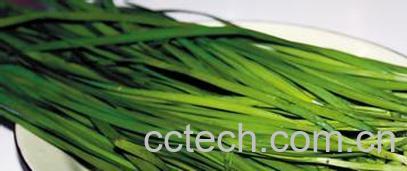 果蔬百科韭菜-0