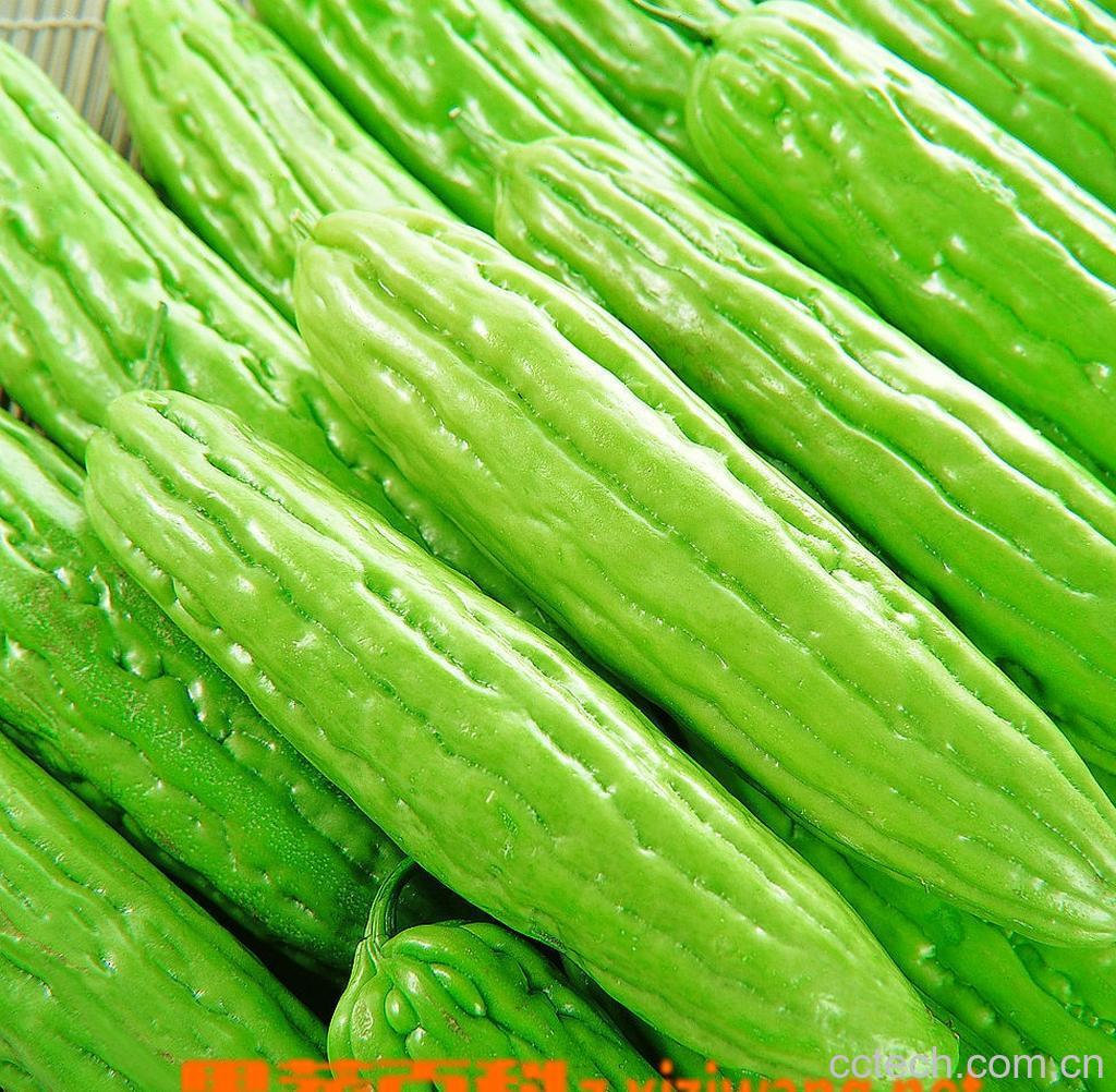 果蔬百科苦瓜-0